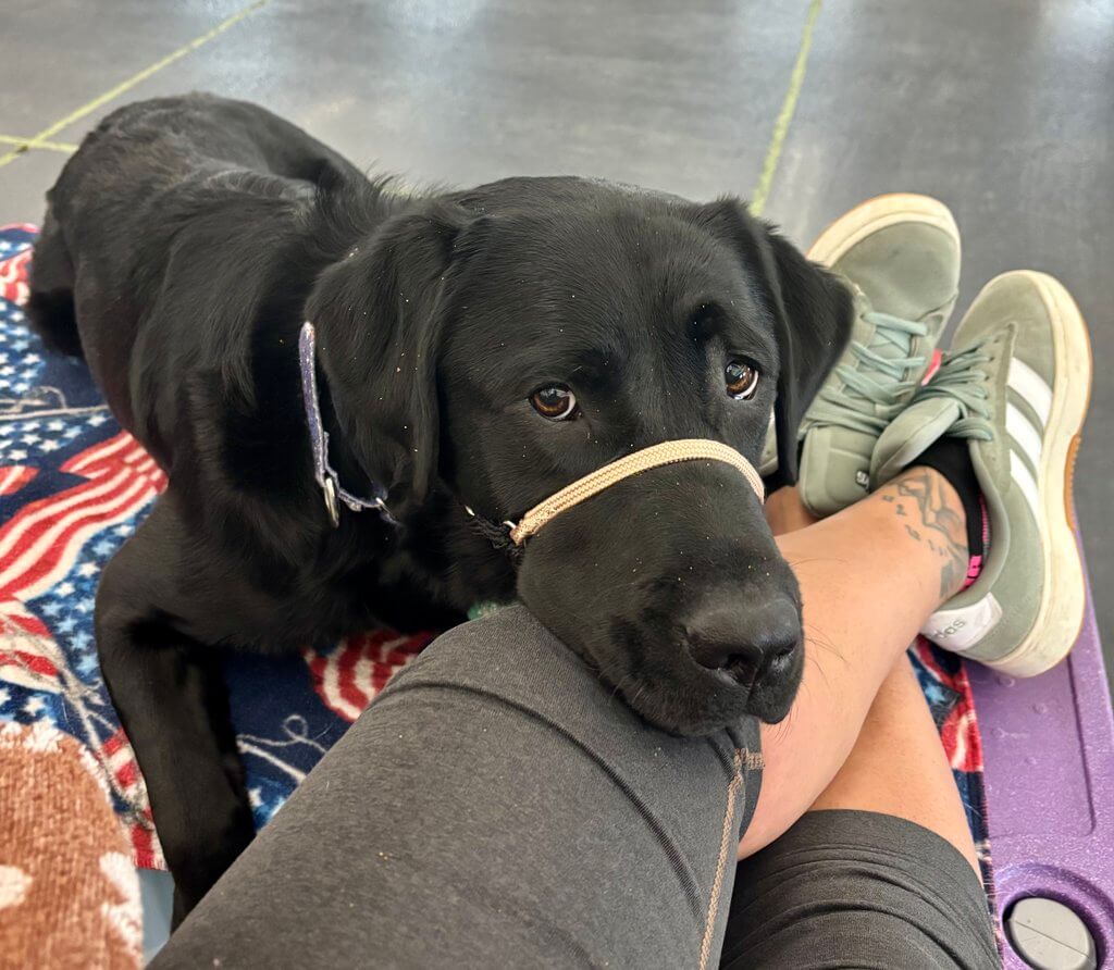 Service dog Huxley at placement class at Freedom Service Dogs.