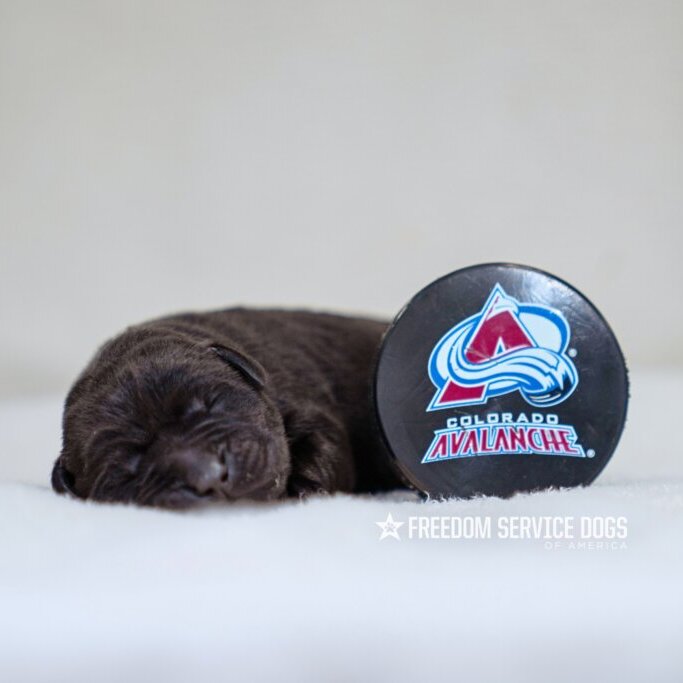 Avs Team Dog (2 days old) (4)