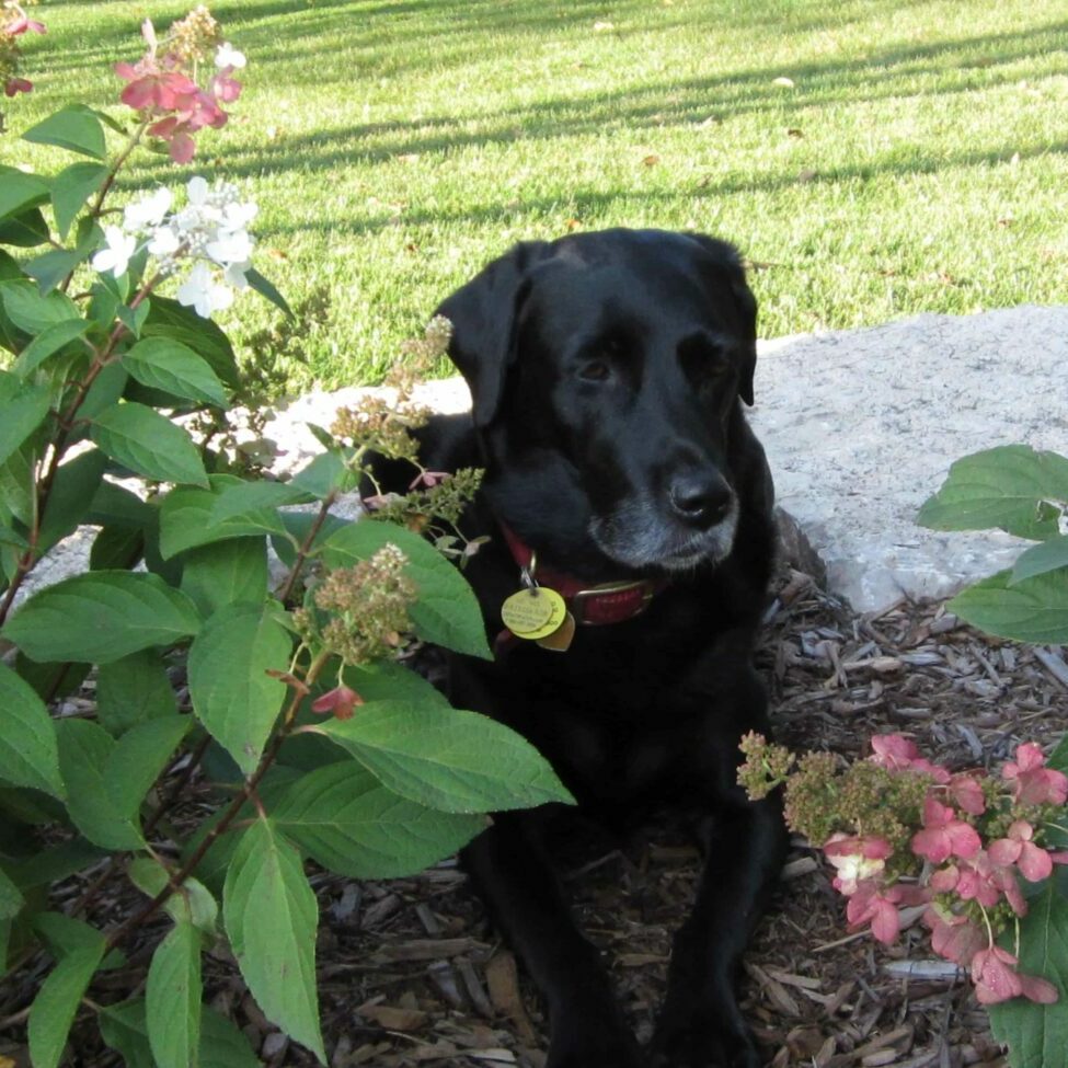 Basil in flowerbed