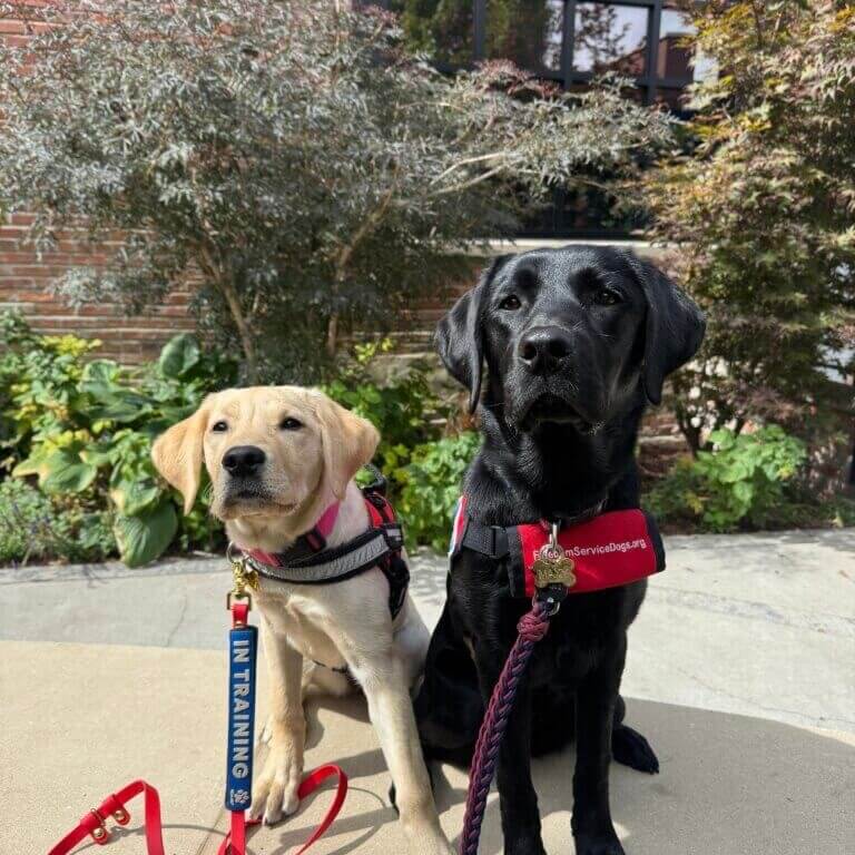 Yellow Labrador Retriever and Black Labrador Retriever puppies in training as service dogs.